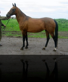 Magma, buck. 1987 Stavropol (Munir–Mechta) Class I, 7-8-6-8-3, 152-152-180-18.5 Moscow